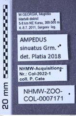 Etiketten zu Ampedus sinuatus (Germar, 1844) (NHMW-ZOO-COL-0007171)